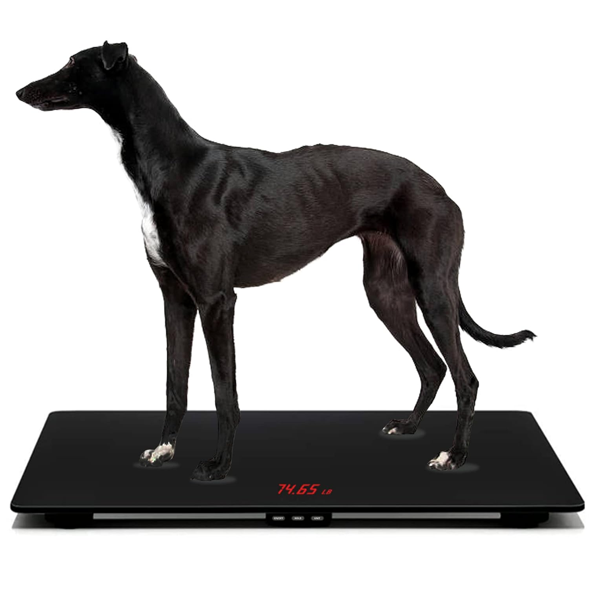 Multifunctional Pet Weight Scale for Large Dogs, Temp-Glass Big 