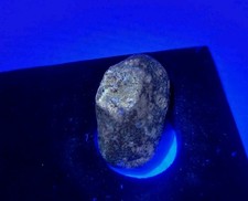 Real Permineralized Reptile Egg Fossil Lizard