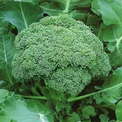 BROCCOLI SEEDS ALL VARIETIES Choose Broccoli Seeds Broccoli Cheap Collection - Picture 4 of 11