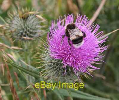 Foto 6x4 Hummel auf Distel Lunan\/NO6851 Ich glaube das ist das Gemeinsame um 2008