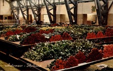 Flower Auction Aalsmeer Holland vintage postcard s481