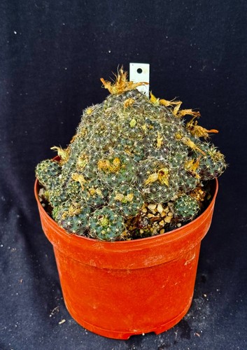 Frailea uhligiana, XL cactus plant - Picture 3 of 8