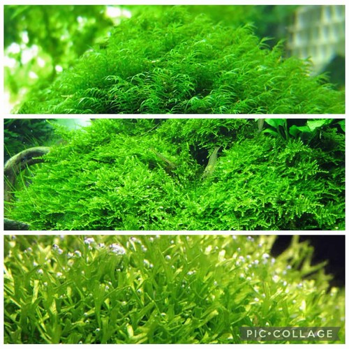 3 2x2 Inch Portions Of Fissiden, Riccia, And Christmas Moss! Live Plants!
