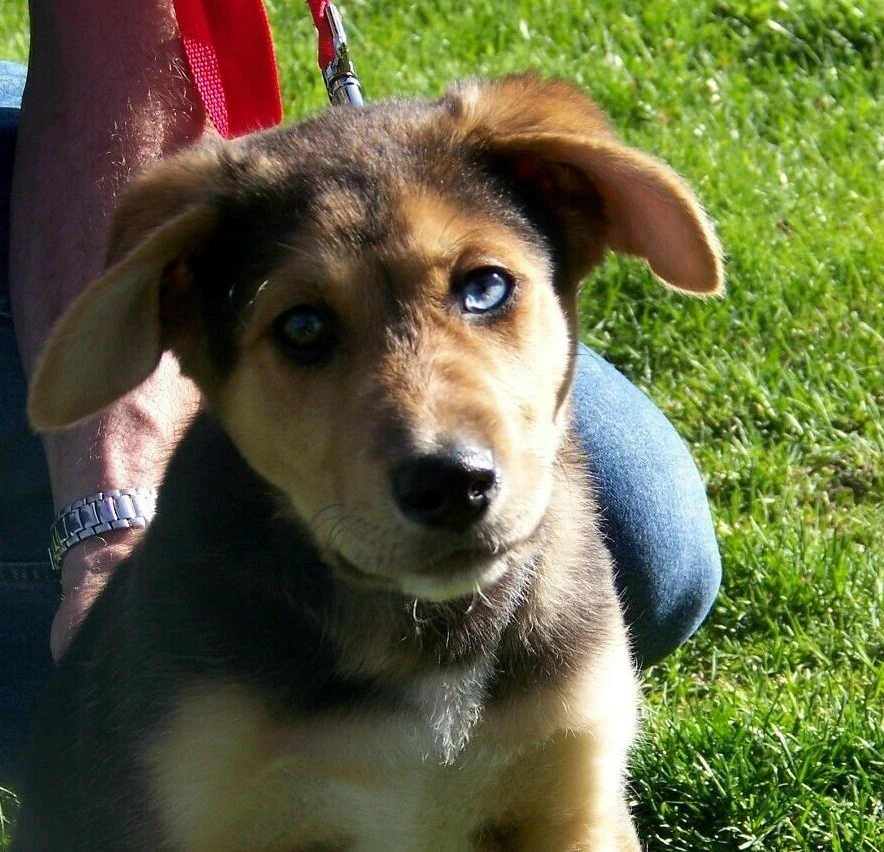 Personalized ID Dog Collar with Your Dogs Name Phone number Safety ID Tag Collar - Image 2 of 4