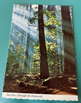 Redwoods Trees California Post Card
