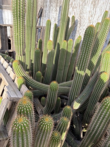 Golden Torch Cactus cutting  - Picture 1 of 3