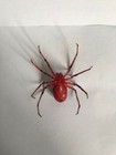 Handmade Hand Painted 4" Red & Blue Radioactive Spider Arachnid Figurine Replica — photo 9