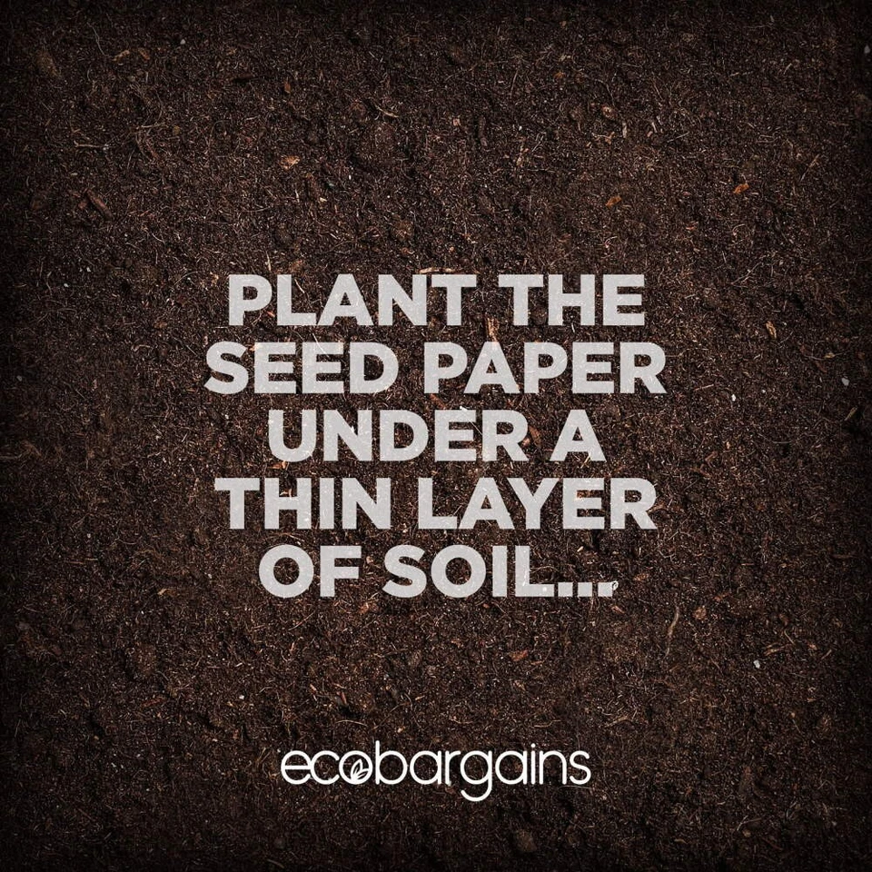 Deepest Sympathy Plantable Seed Card Lavender Seeds Eco Friendly A6 - Image 3 of 4