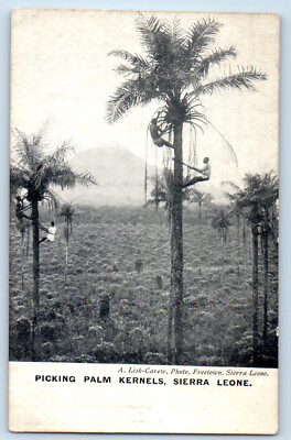 Freetown Sierra Leone Postcard Picking Palm Kernels c1910 Lisk Carew Brothers