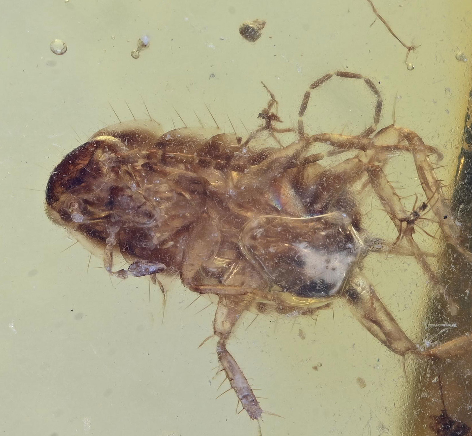 Blattodea (Cockroach), Fossil insect inclusion in Burmese Amber