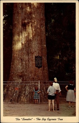 The Senator Big Cypress Tree Longwood Florida vintage postcard c734