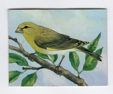 Greggs NZ aquatic birds 1974. Greenfinch