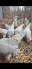 1 Dozen Porcelain Millie Fluer D'uccle Hatching Eggs — photo 1