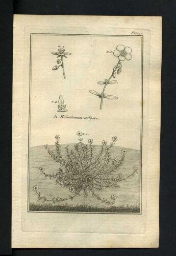 Engraving Botany 1767 Helianthemum, Herbe D Gold - Picture 1 of 1