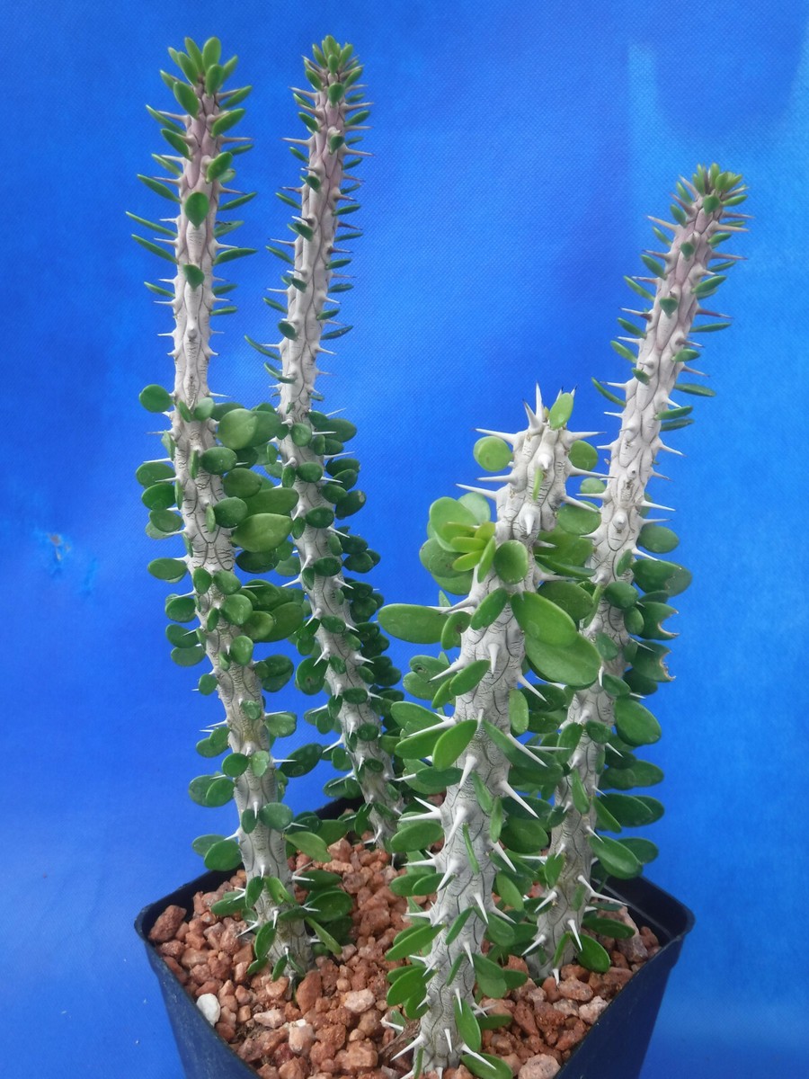 Alluaudia procera - Madagascan Ocotillo – Collectors Online