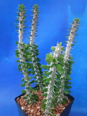 CRAZY H CACTUS Alluaudia procera FOUR (4) Rooted Plants in 6" Pot 8"-12" Tall African Ocotillo