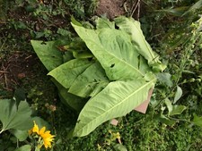 Tobacco Seed Lot: Black Sea Samsun, Burley, Crimean, Ontario Bold, Aztec Bulk