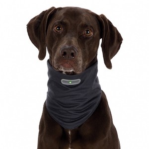 best cat food for senior cats to gain weight