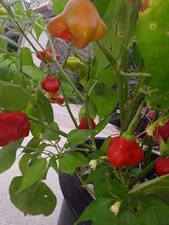 40+ Mad Hatter Pepper Seeds Hot Non GMO Organic 