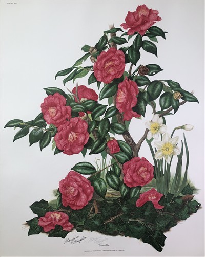 Maryrose Wampler, Camellia, Signed Print, 28x22 Wall Art, Plate 19 - Picture 2 of 9