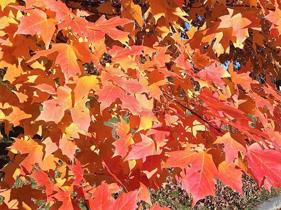 25 SUGAR MAPLE SYRUP TREE Native Rock Fall Color Acer Saccharum Seeds *Comb S/H - Image 3 of 4