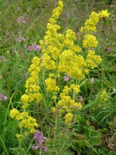 Lady's Bedstraw - Galium verum - 4000+ semi - semillas - cereali - semi E 023