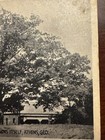 The Tree That Owns Itself Athens, GA Cabinet Card — photo 3