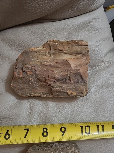 Four pieces of petrified wood unpolished - Picture 7 of 19