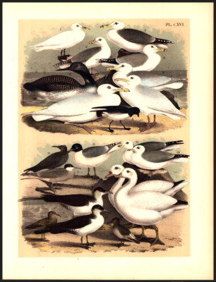 GULL, SANDPIPER, GOOSE Jasper Original Antique Bird Color Lithograph 1895