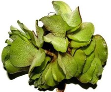 3 pcs Salvina natans for pond, floating plant against algae