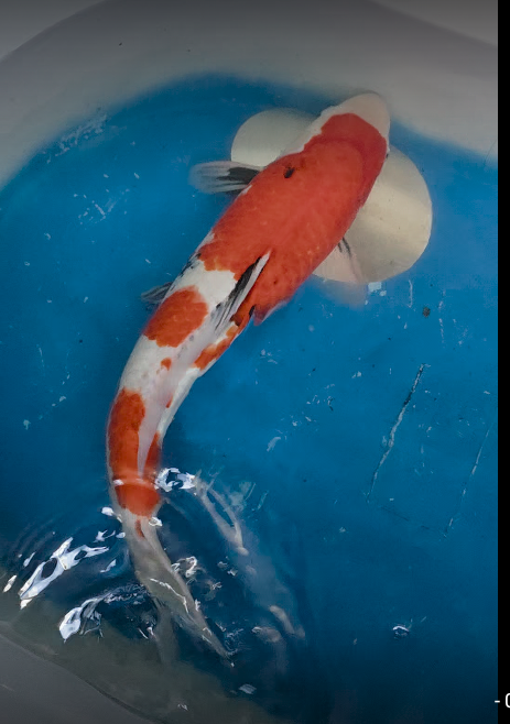 21in Showa l3 Huge Koi Japanese Imported Live Koi Fish @ Huge Koi