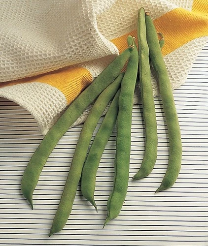 Burpee Kentucky Wonder Pole Bean Seeds - Thumbnail 4