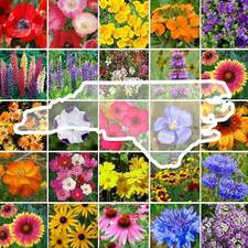 Eden Brothers North Carolina Wildflower Mixed Seeds for Planting, 1/4 Lb, 120,00