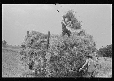 Photo:Central Ohio Wheat Loading Thresher 1938 Farm Workers Hay Bundles