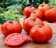 15 Homestead Tomato Seeds - Heirloom