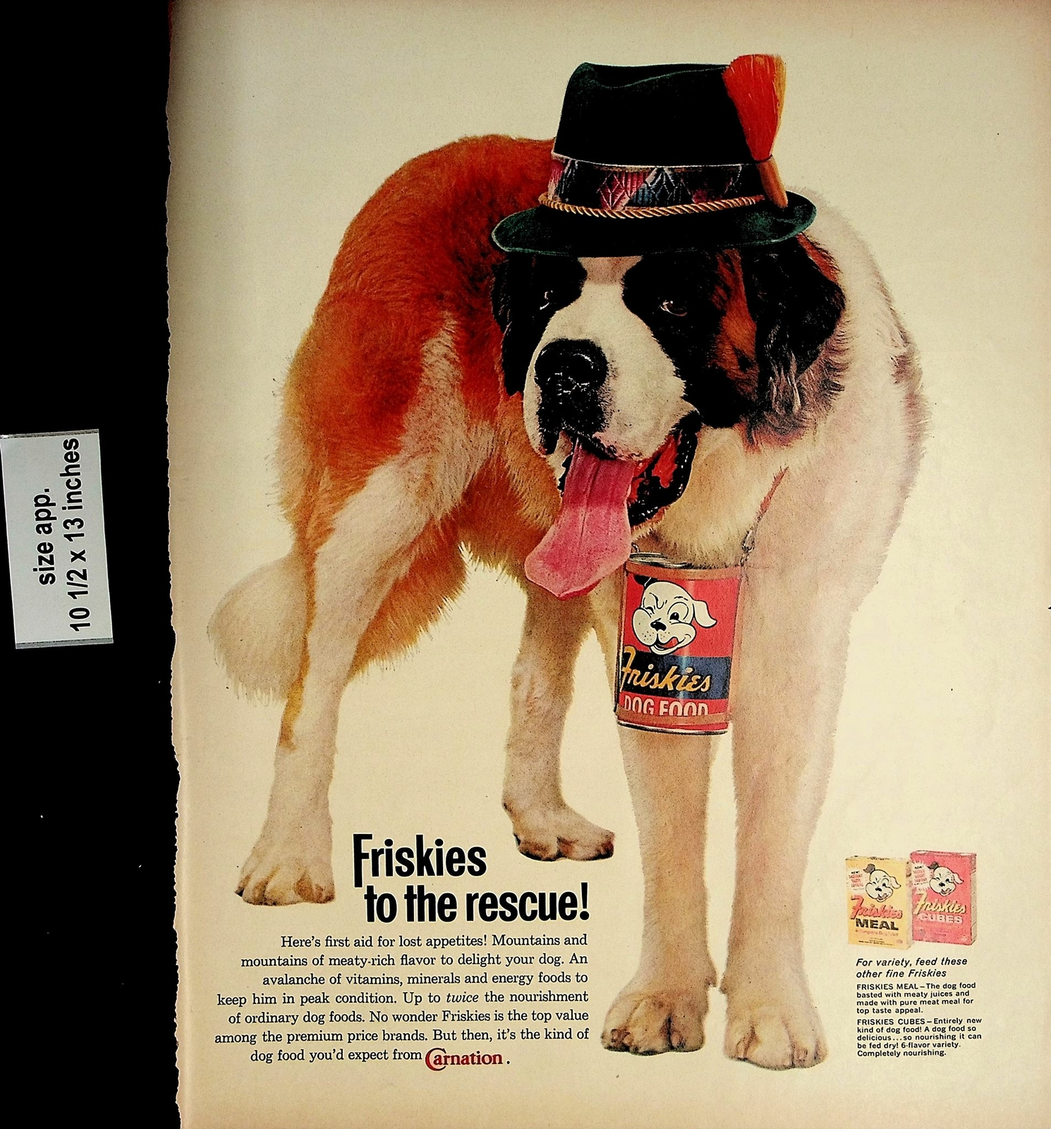 St Bernard Can Carnation Vintage Print Ad 5237