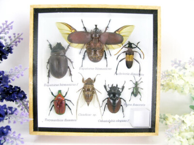 Beautifully Prepared Insects Display Case Taxidermy Entomology - s23