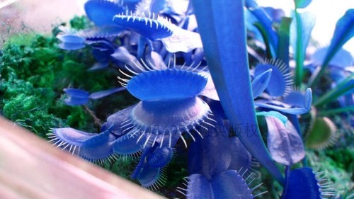 Blue Venus Flytrap SEEDS House Plants