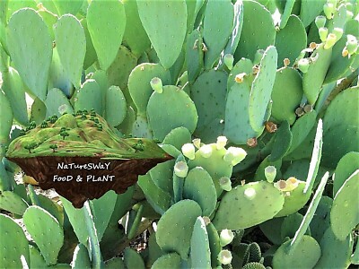 Organic Prickly Pear Cactus 9 LG Spineless Pads, Beauty Regimen 