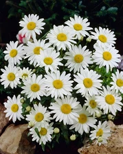 1000 Shasta Daisy Alaska Seeds Deer Resistant Cold Tolerant Perennial Wildflower