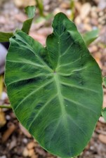 3 Live Elephant Ear Bulbs Sprouts Dwarf Compact Colocasia Tropical
