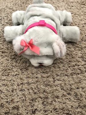 rollie the kissing dog