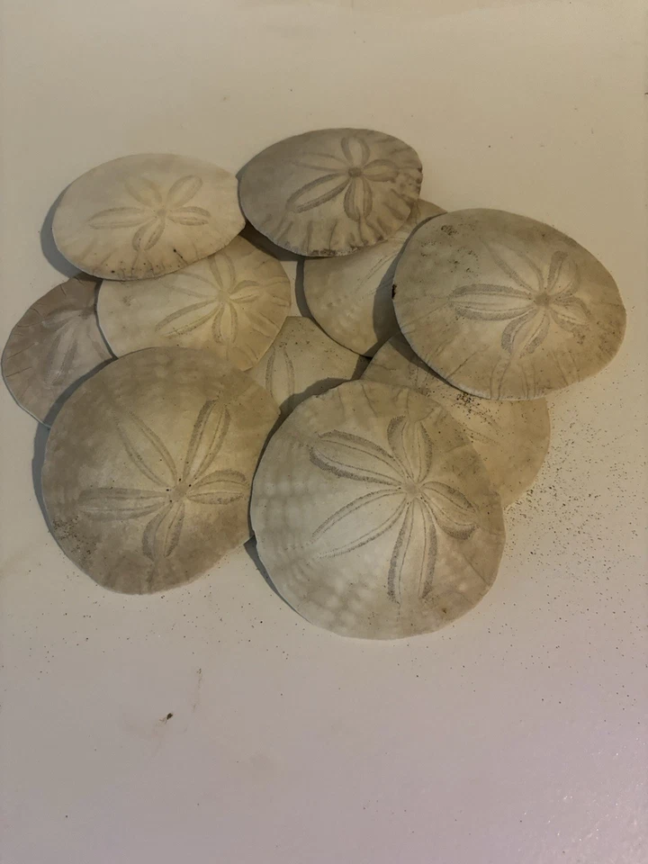 Sand Dollars From Cannon Beach, Oregon. Untreated Various Sizes - Image 4 of 4