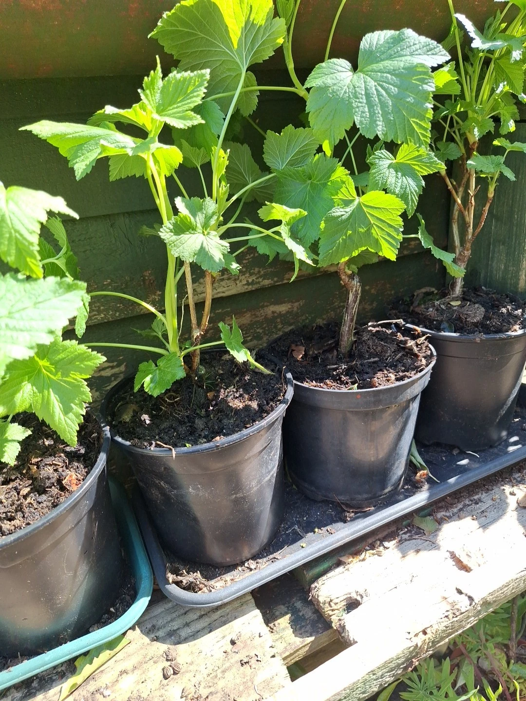 Angelinas.Garden