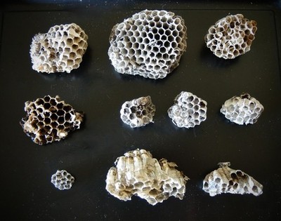 Lot of 10 Paper Wasp Nests