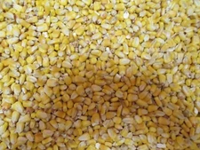 20lbs Whole SHELLED CORN Animal Wildlife Feed Squirrels Deer & Other Wildlife