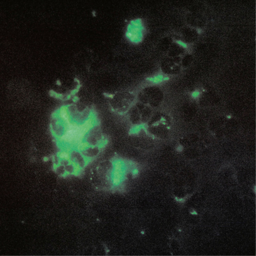 Tecture Anomalous Materials (Vinyl LP) 12" EP