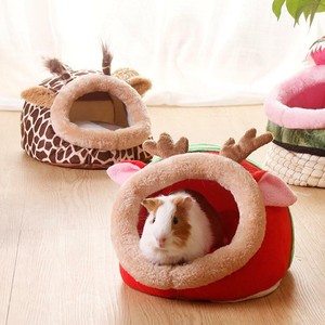 all white golden retriever