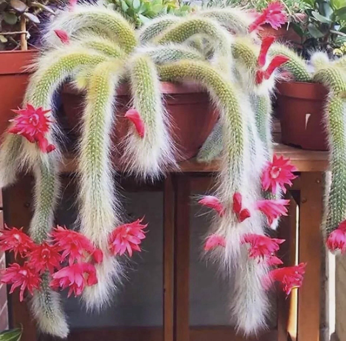 Monkey Tail Cactus Seeds ~ Cacti ~ Grow Your Own ~ Easy Care Plants