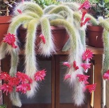 Monkey Tail Cactus Seeds  Cacti  Grow Your Own  Easy Care Plants
